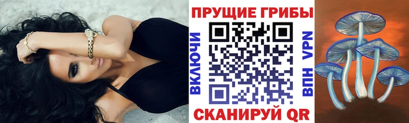 Псилоцибиновые грибы мицелий где купить наркоту мега маркетплейс Кадников